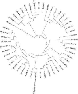 Molecular epidemiology of extended-spectrum beta-lactamase-producing-Klebsiella species in East Tennessee dairy cattle farms